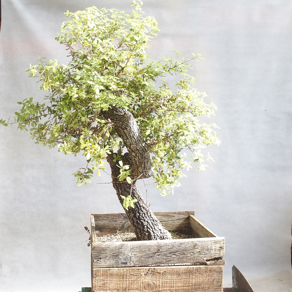 Venkovní bonsai Quercus Cerris - Dub Cer