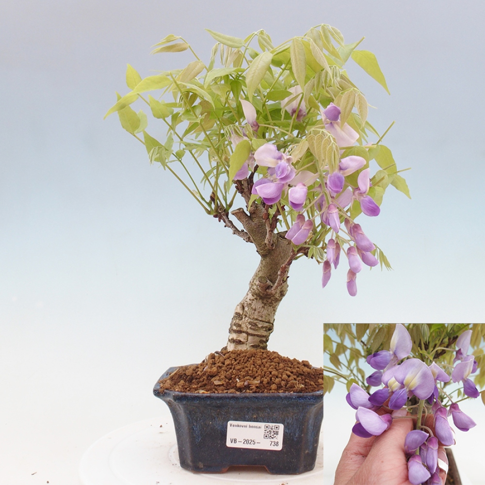 Venkovní bonsai - Vistarie květnatá - Wisteria floribunda