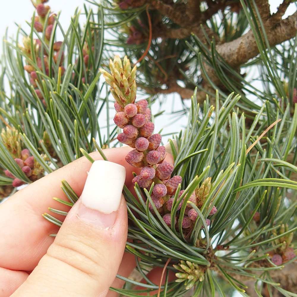 Venkovní bonsai - Pinus parviflora - Borovice drobnokvětá