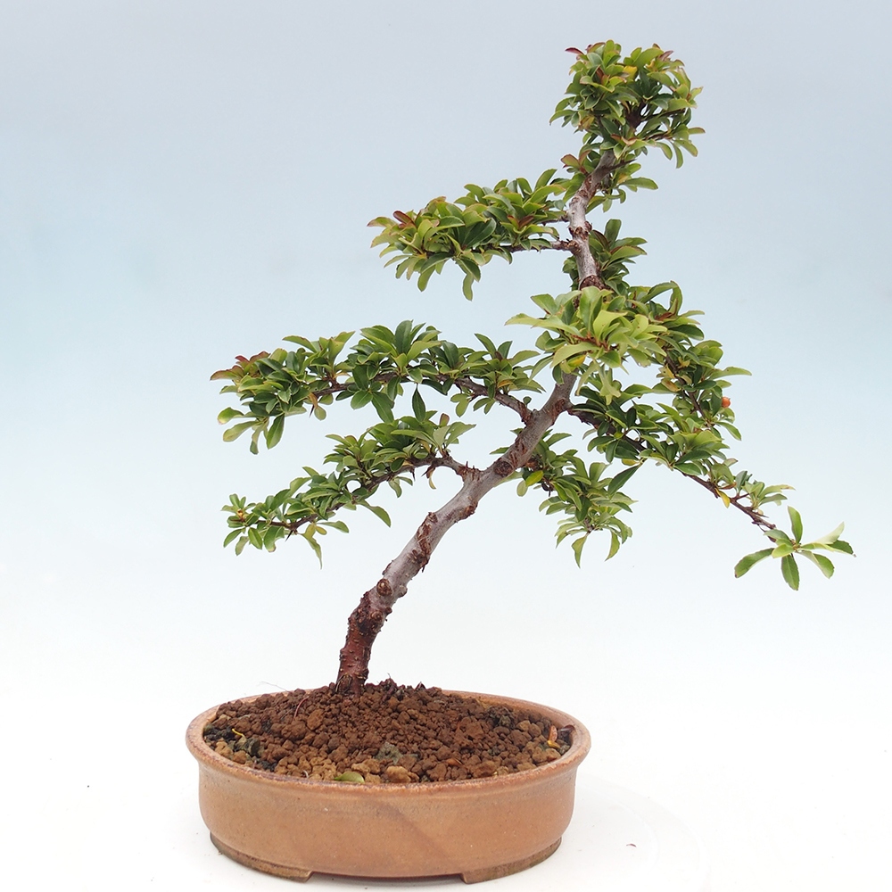 Venkovní bonsai-Pyracanta Teton -Hlohyně