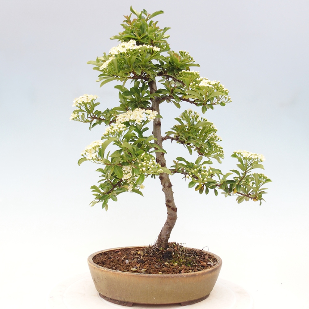Venkovní bonsai-Pyracanta Teton -Hlohyně