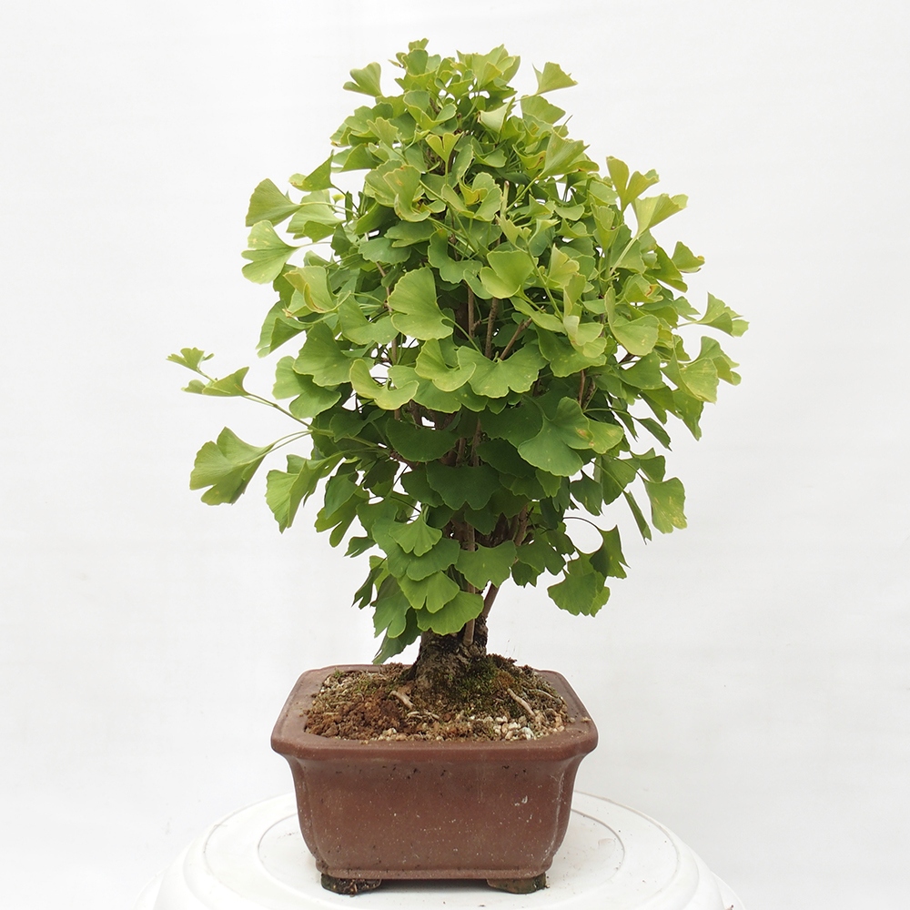 Venkovní bonsai - Jinan dvoulaločný - Ginkgo biloba