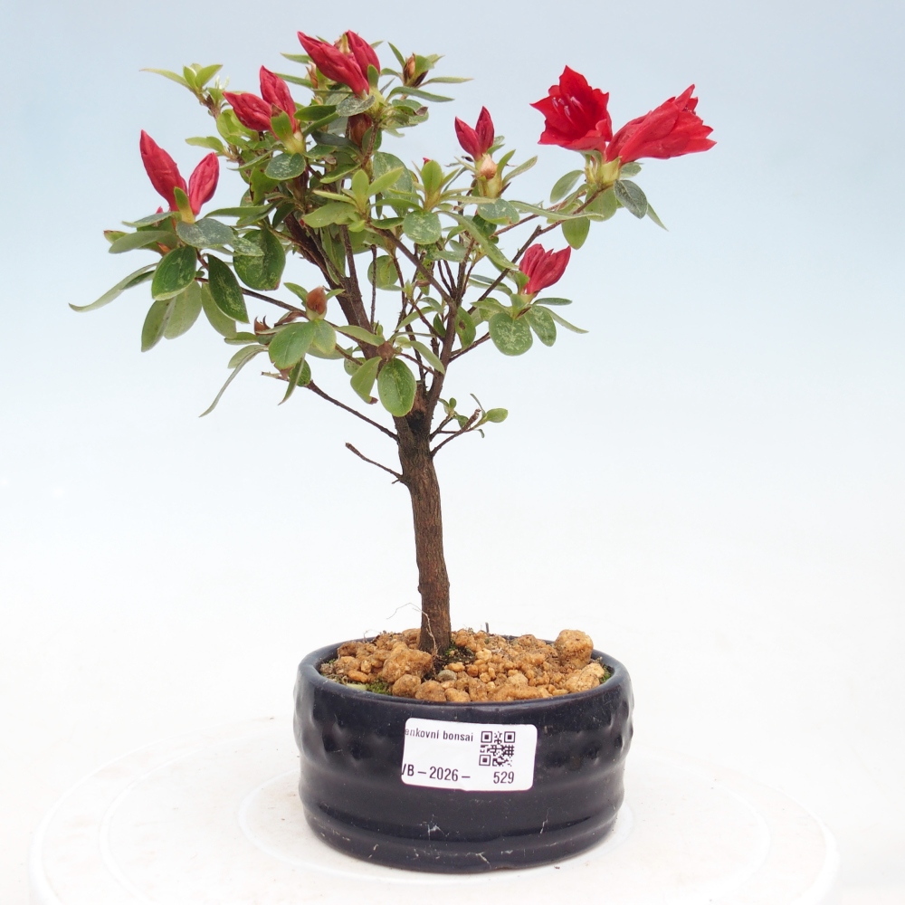 Venkovní bonsai - Japonská azalka - Azalea sp.
