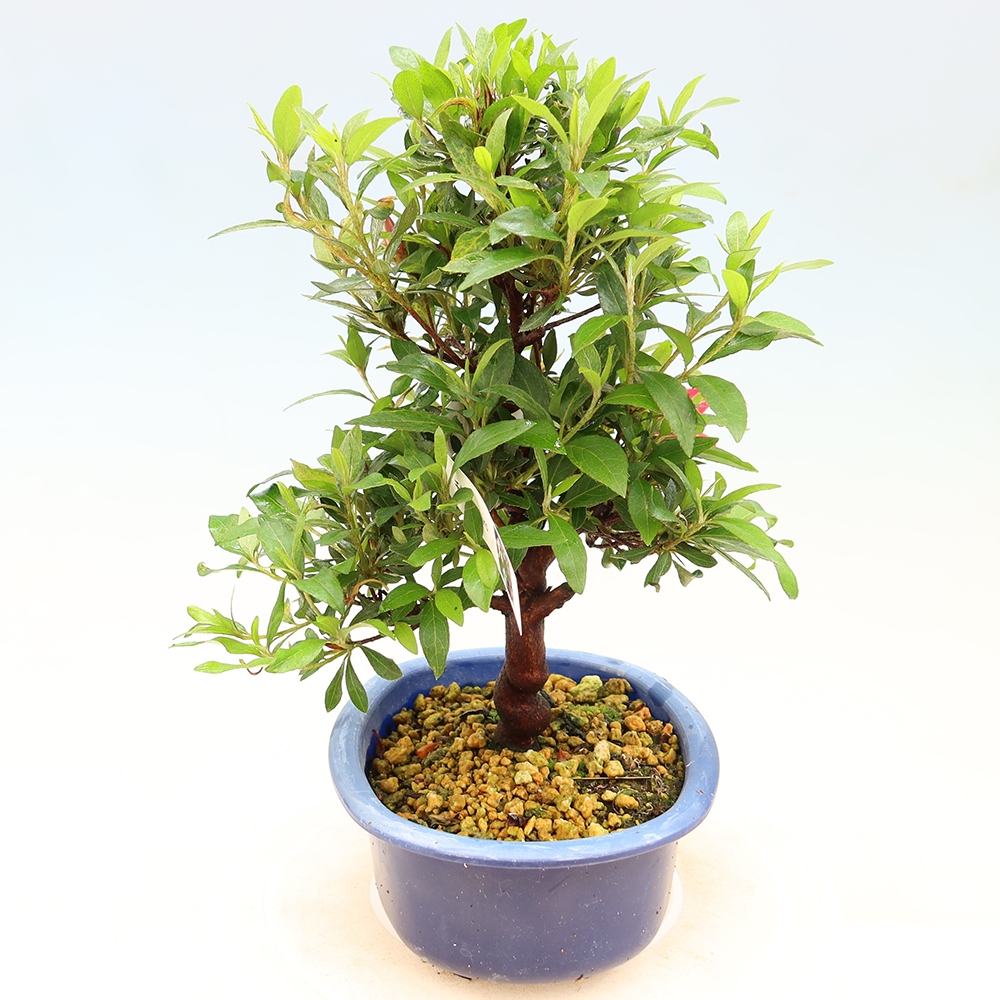 Venkovní bonsai - Japonská azalka - Azalea CHIHIRO