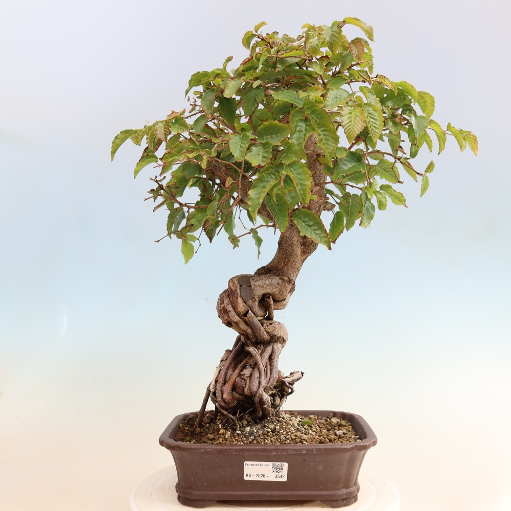 Venkovní bonsai -Carpinus CARPINOIDES - Habr korejský