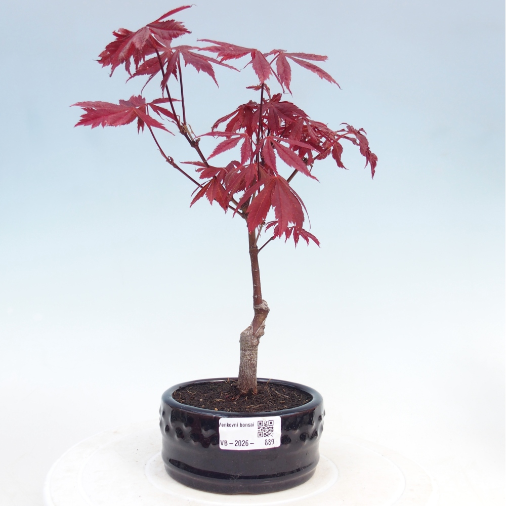 Venkovní bonsai - Acer palm. Atropurpureum-Javor dlanitolistý