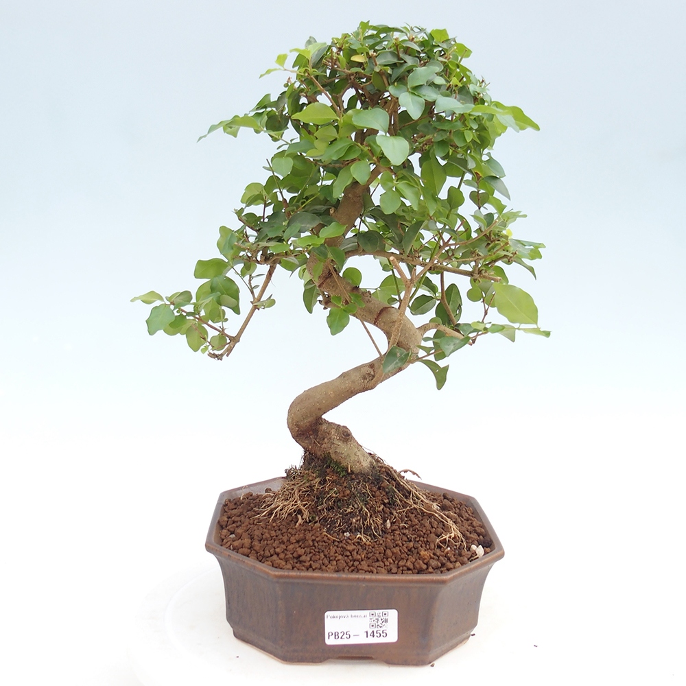 Pokojová bonsai -Ligustrum chinensis - Ptačí zob