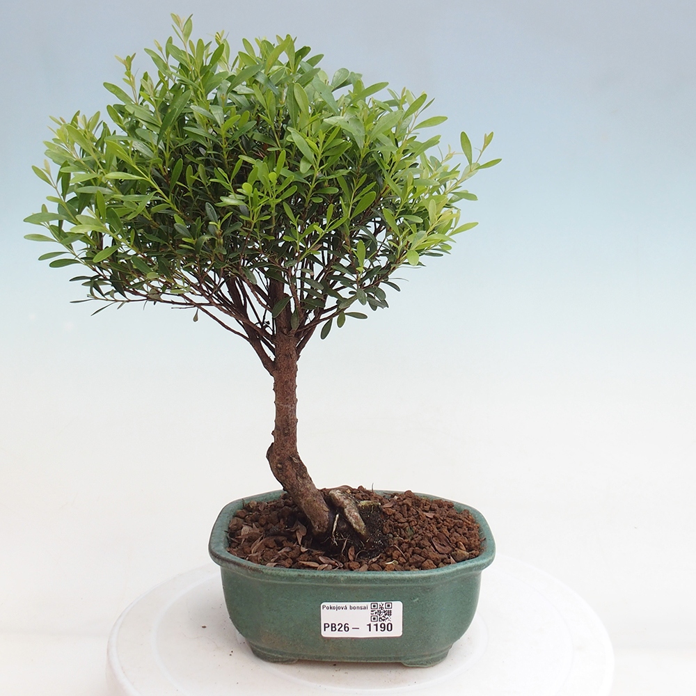 Pokojová bonsai - Syzygium - Pimentovník