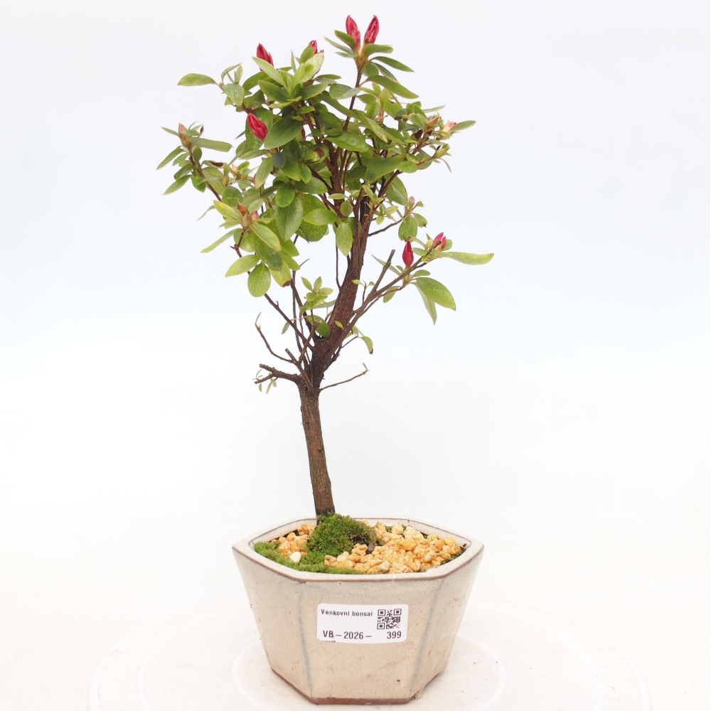 Venkovní bonsai - Japonská azalka - Azalea sp.