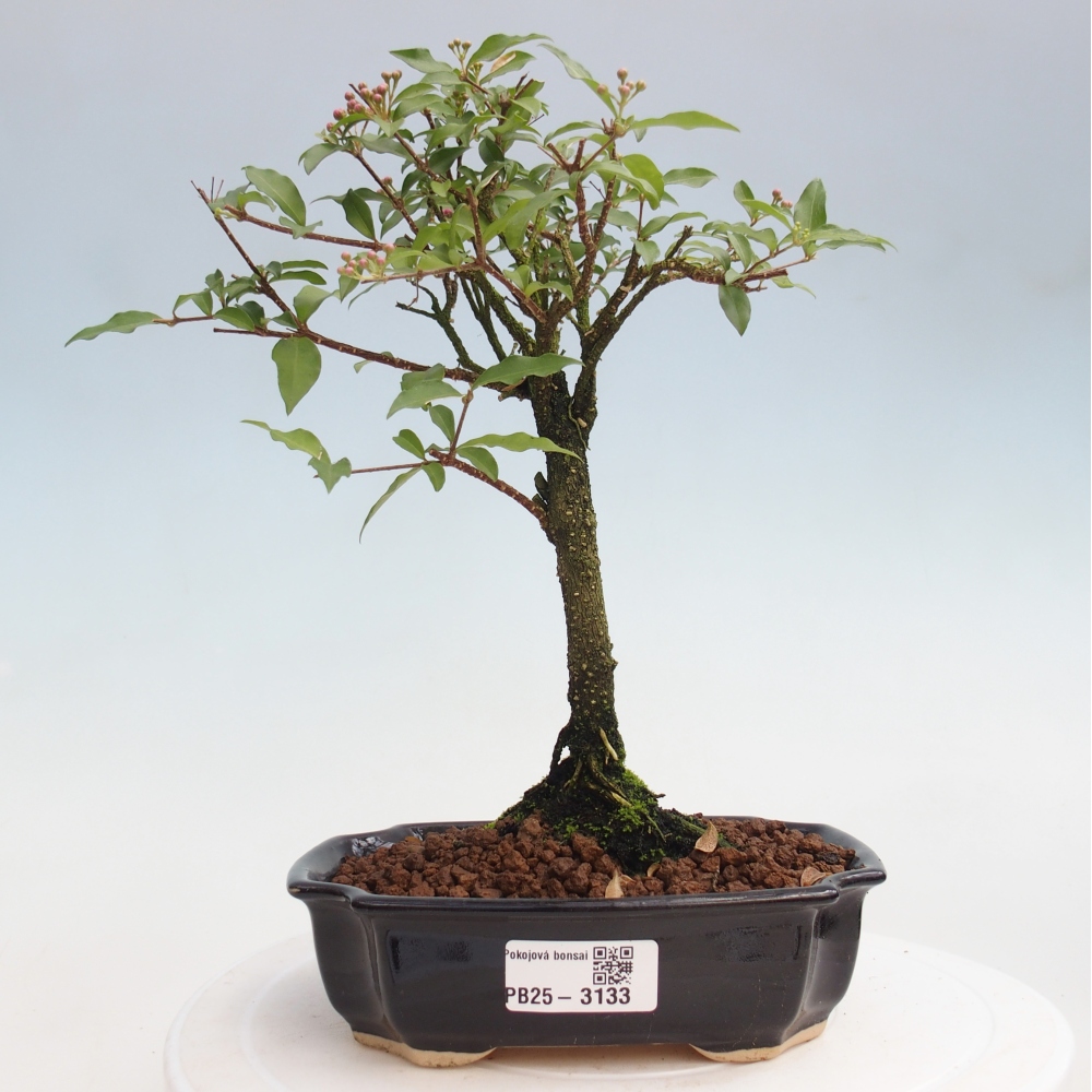Pokojová bonsai - Malpighia coccigera- Barbdorská třešeň