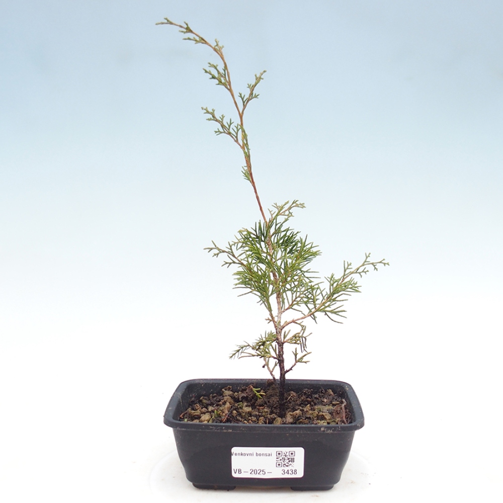 Venkovní bonsai - Juniperus chinensis Itoigawa -Jalovec čínský