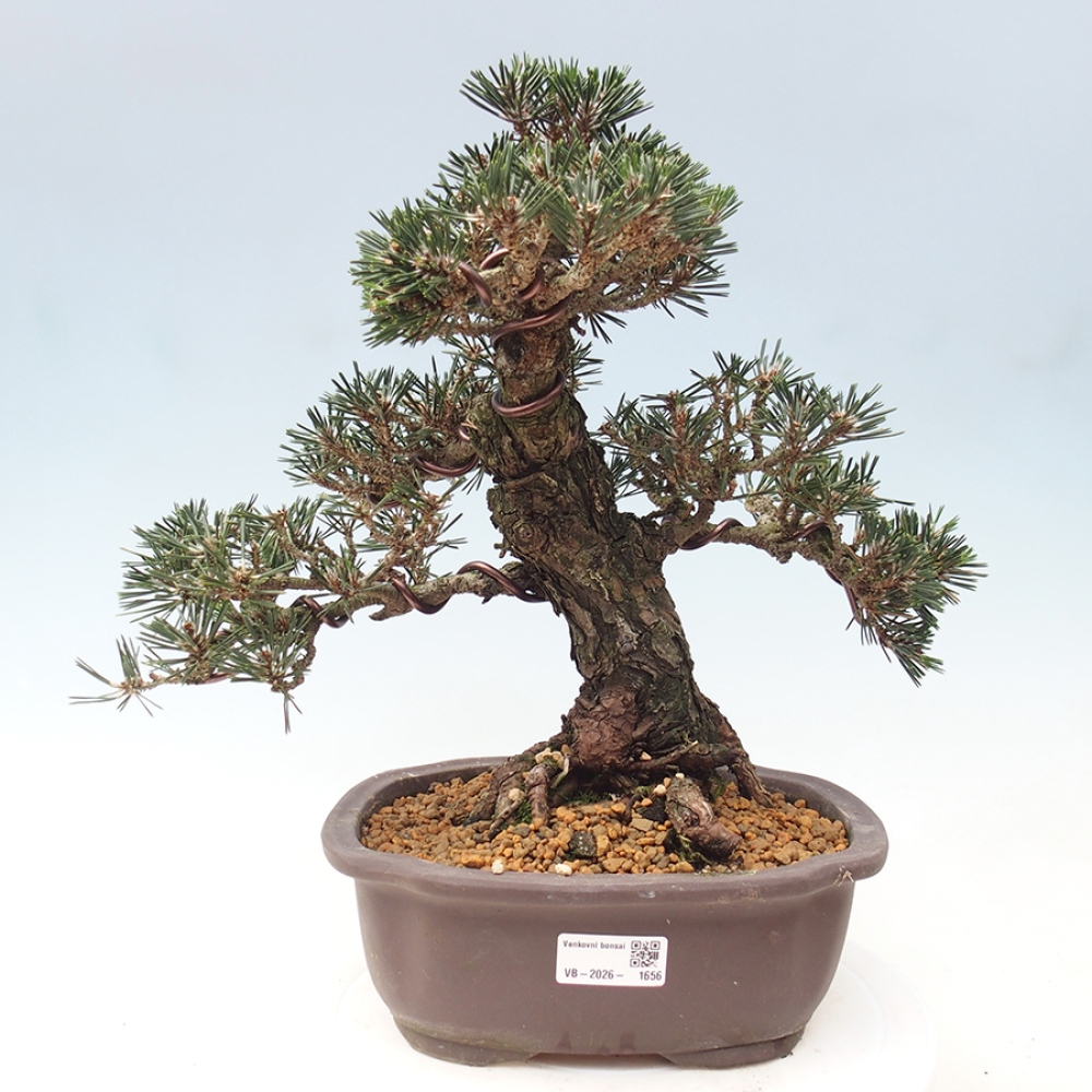 Venkovní bonsai - Pinus thunbergii Kotobuki - Borovice thunbergova