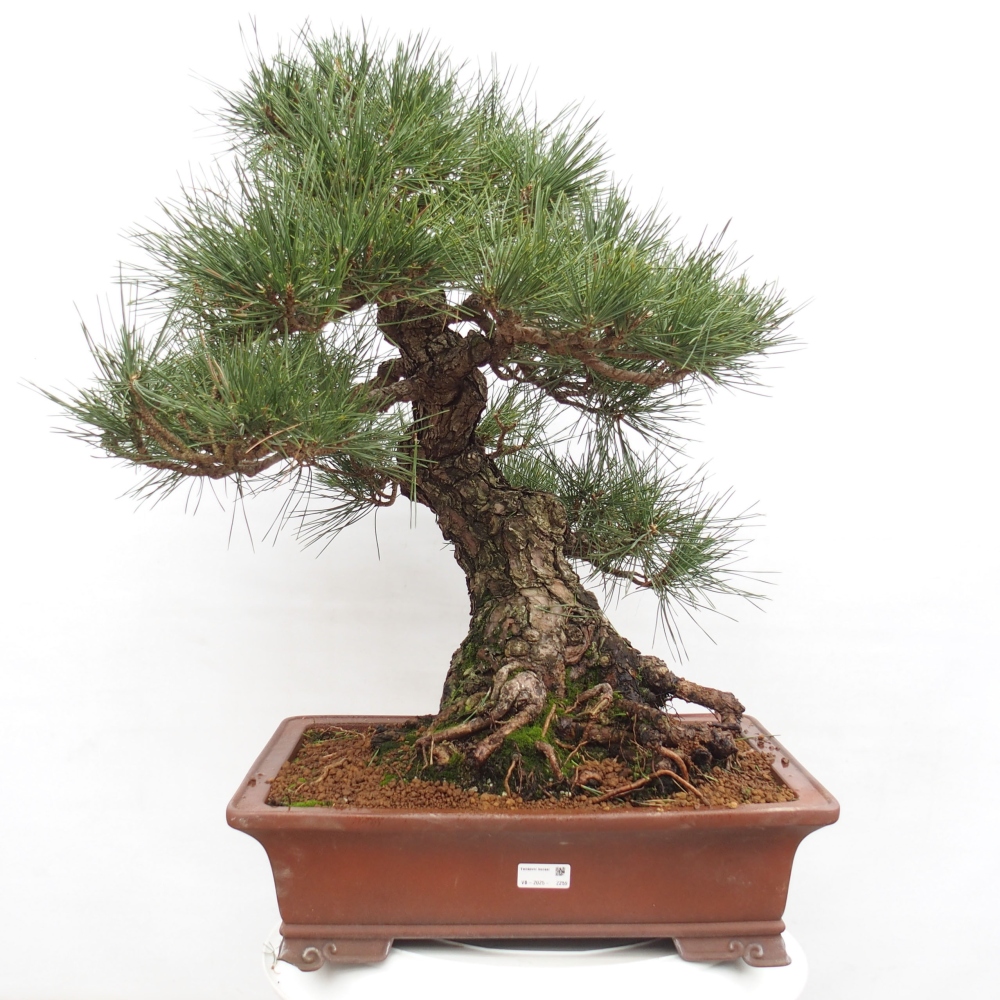 Venkovní bonsai - Pinus thunbergii - Borovice thunbergova
