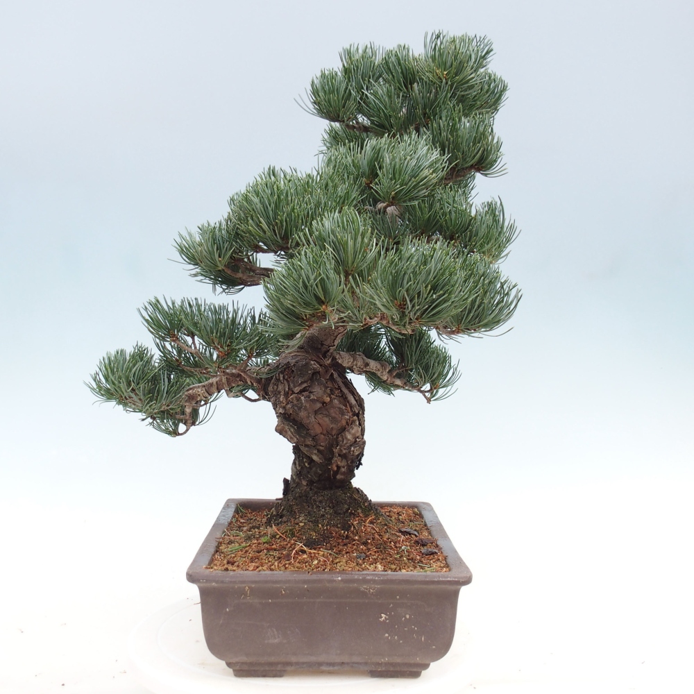 Venkovní bonsai - Pinus parviflora - Borovice drobnokvětá