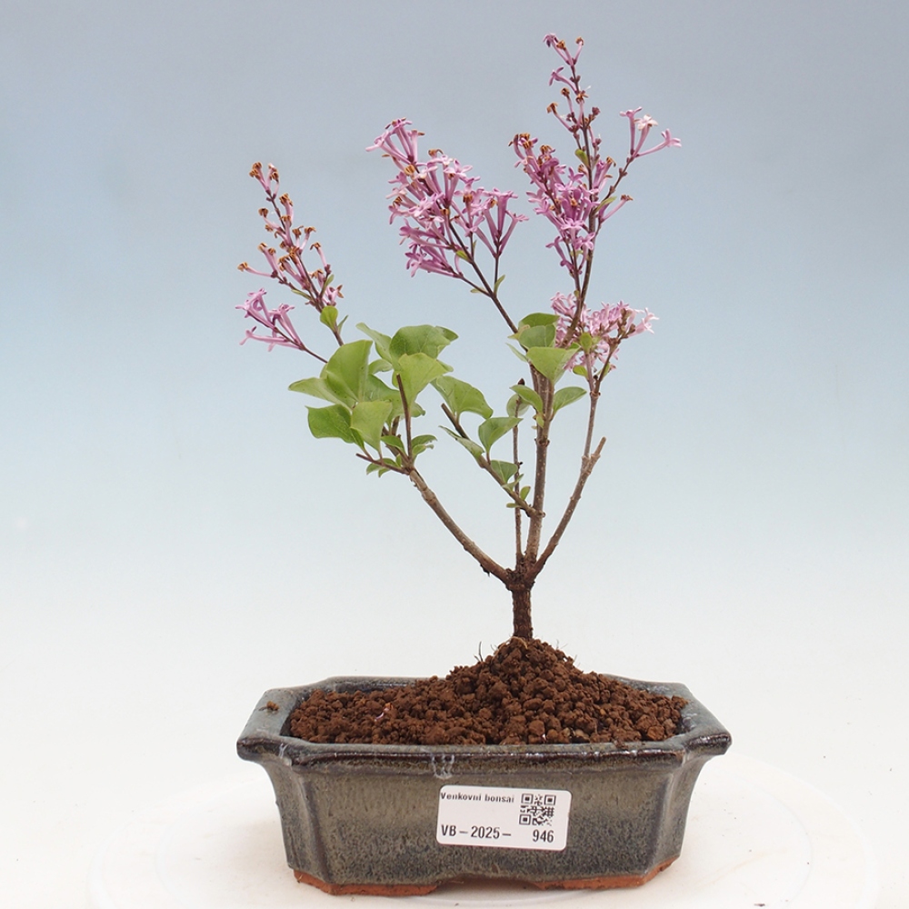 Venkovní bonsai - Syringa Meyeri Palibin - Šeřík Meyerův
