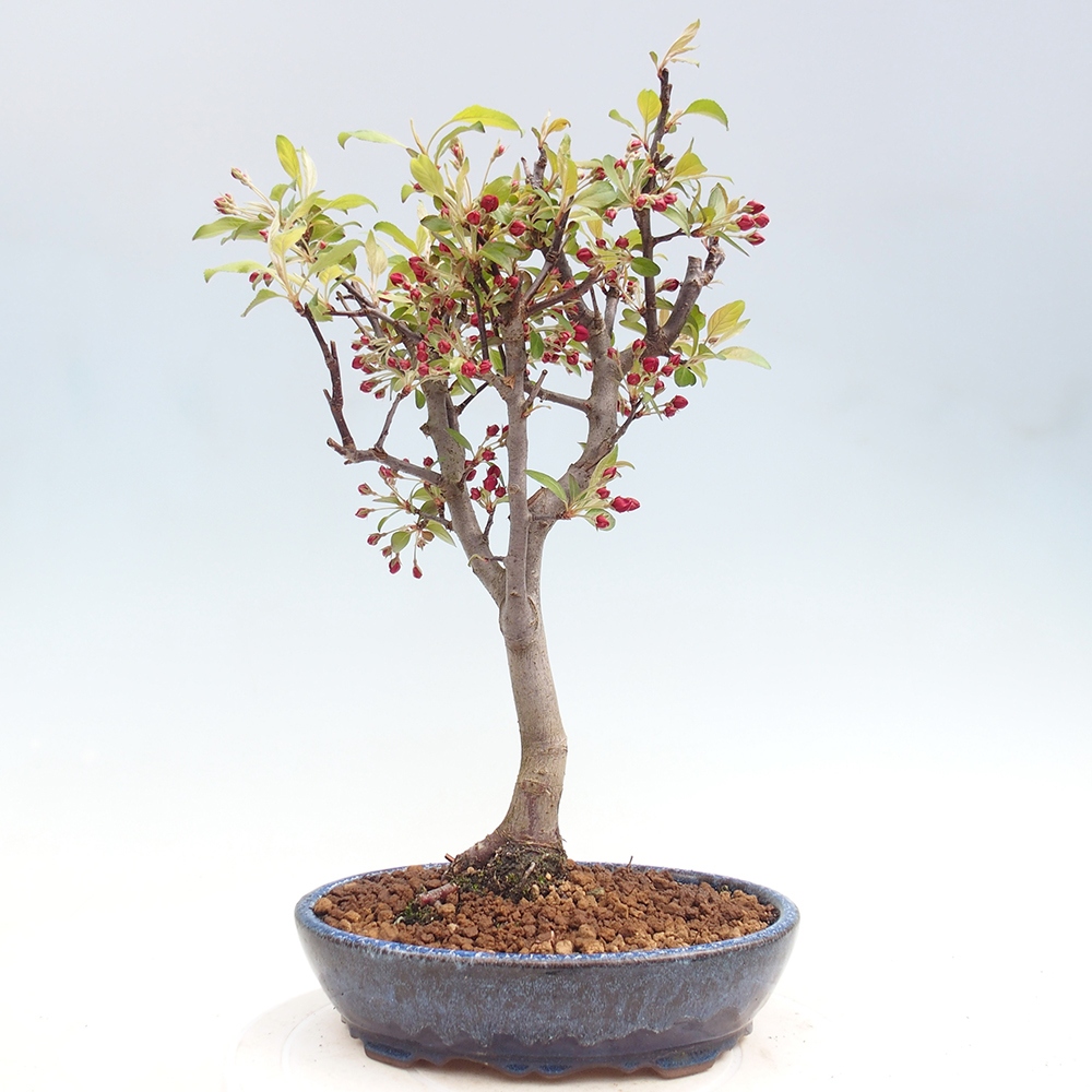 Venkovní bonsai -Malus domestica - Maloplodá jabloň červenolistá