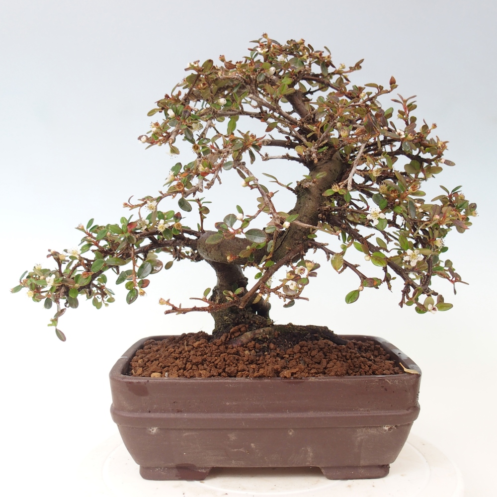 Venkovní bonsai-Cotoneaster dammeri - Skalník Damerův