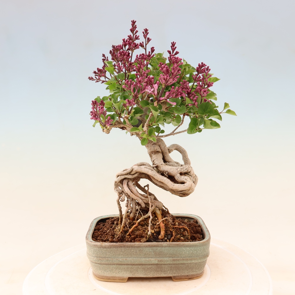 Venkovní  bonsai -  Syringa microphylla - malokvětý šeřík