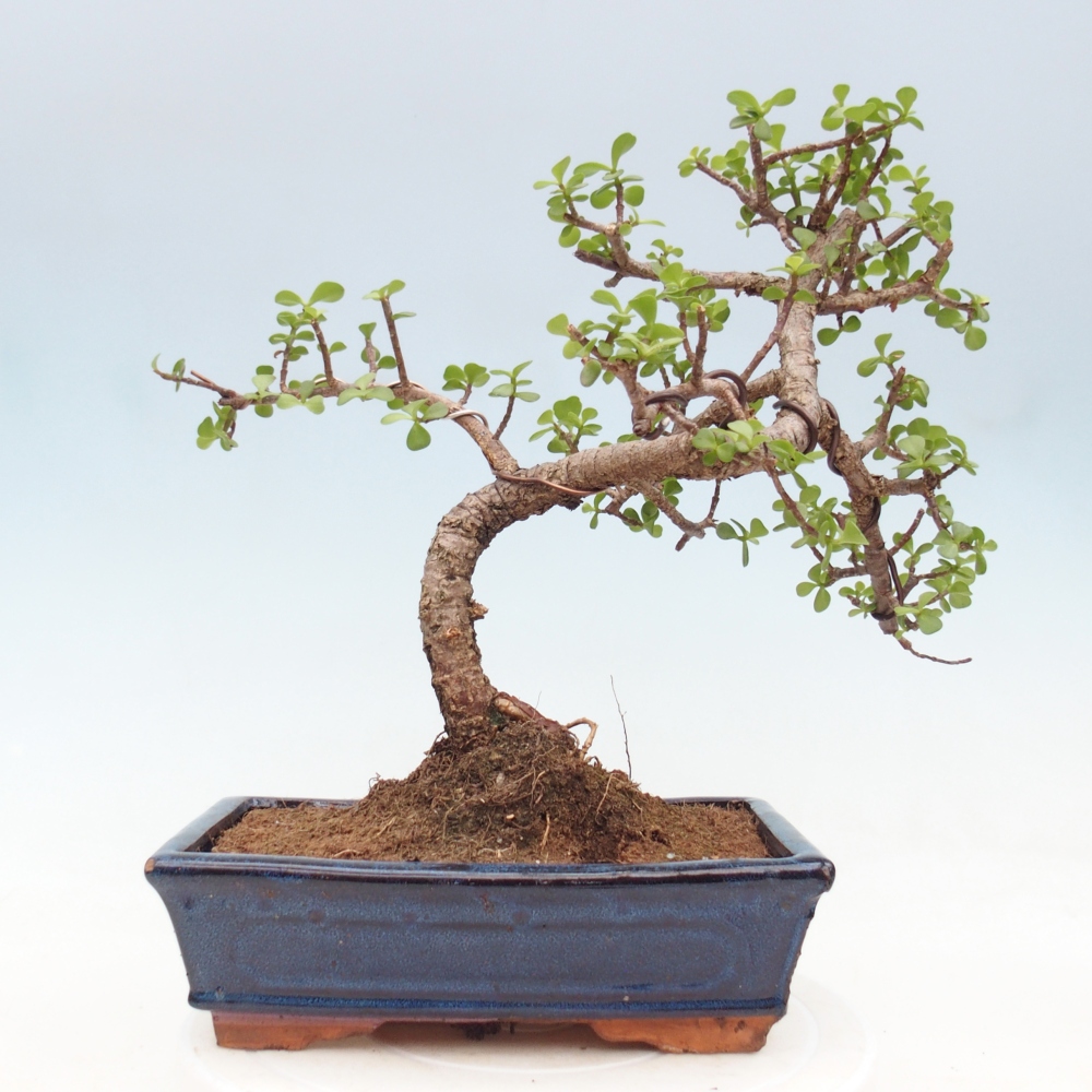 Pokojová bonsai - Portulakaria Afra - Tlustice