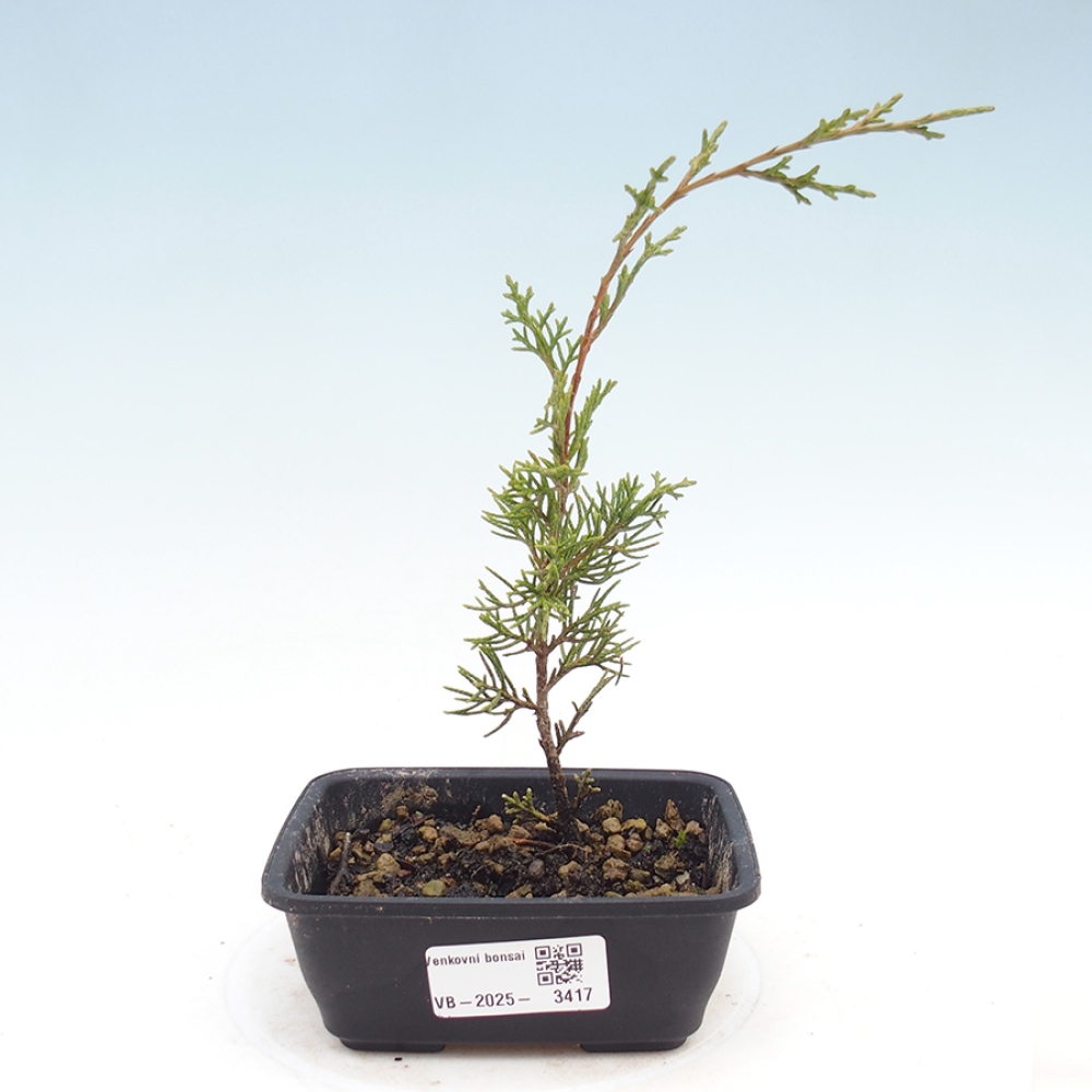Venkovní bonsai - Juniperus chinensis Itoigawa -Jalovec čínský