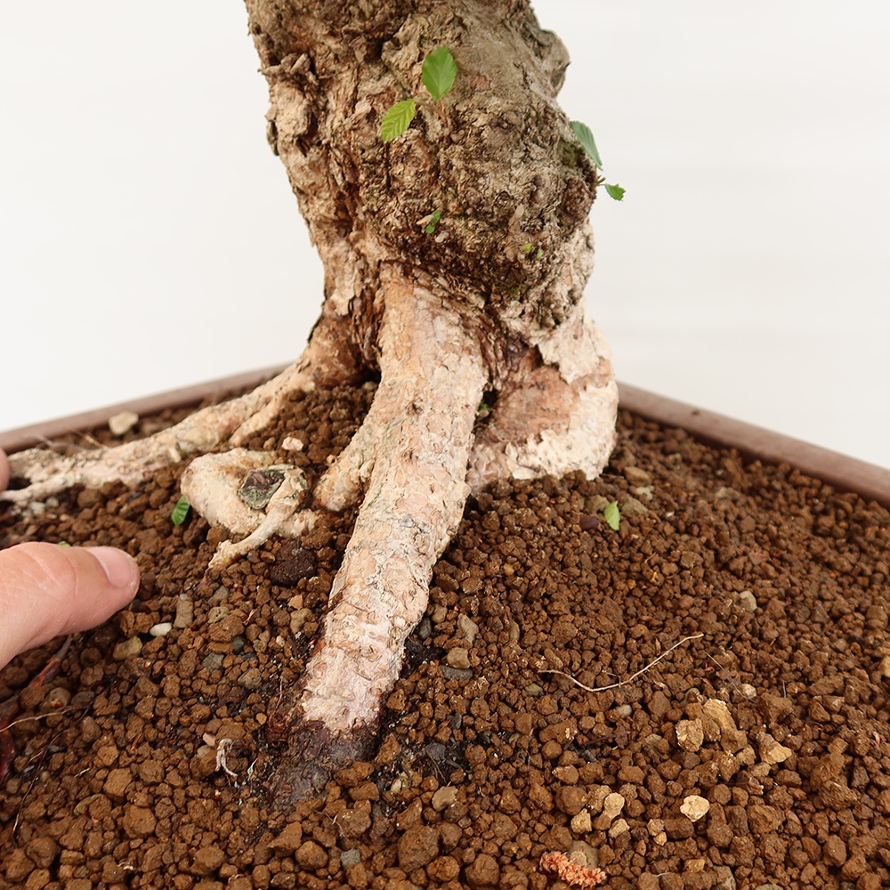 Venkovní bonsai -Carpinus Coreana - Habr korejský
