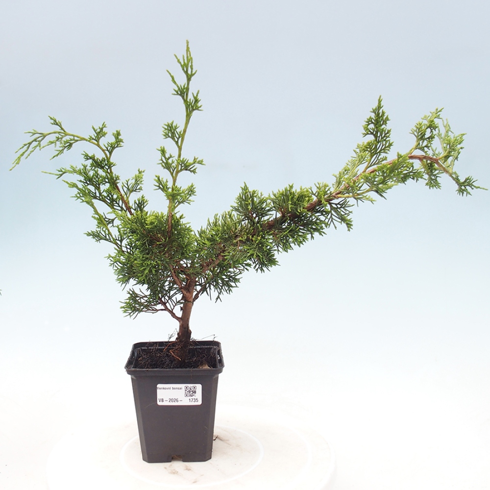 Venkovní bonsai - Juniperus chinensis Itoigawa -Jalovec čínský