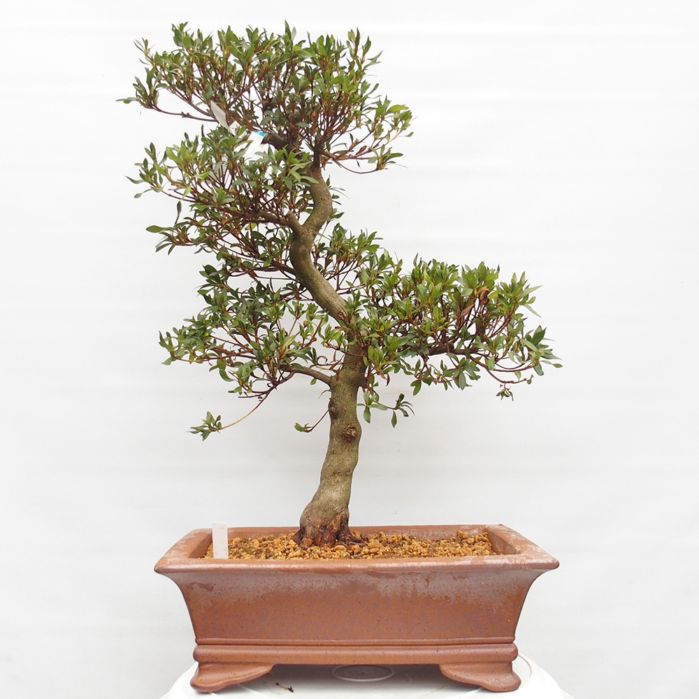 Venkovní bonsai - Japonská azalka - Azalea Chihiro