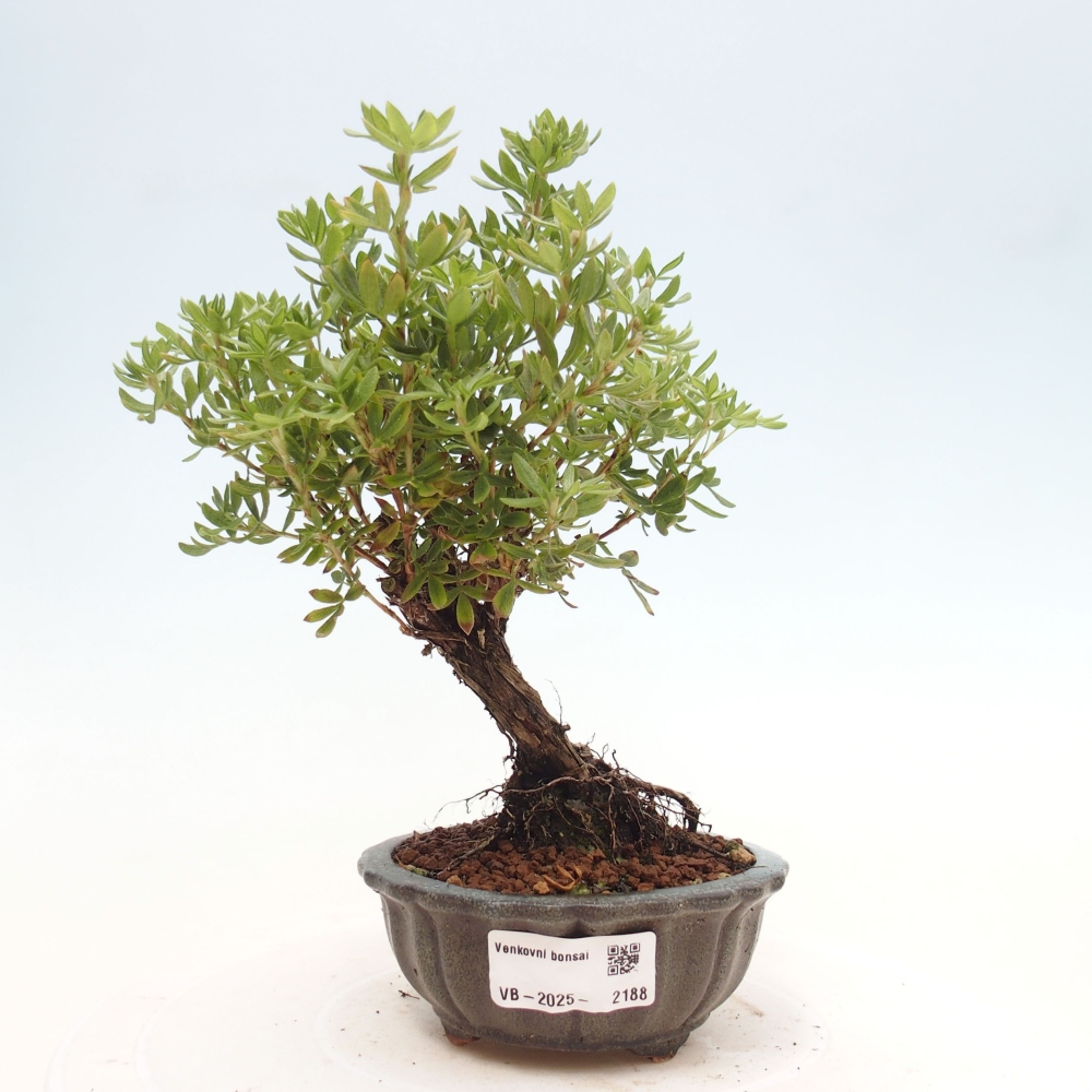 Venkovní bonsai-Mochna křovitá - potentila fruticosa yellow Bird