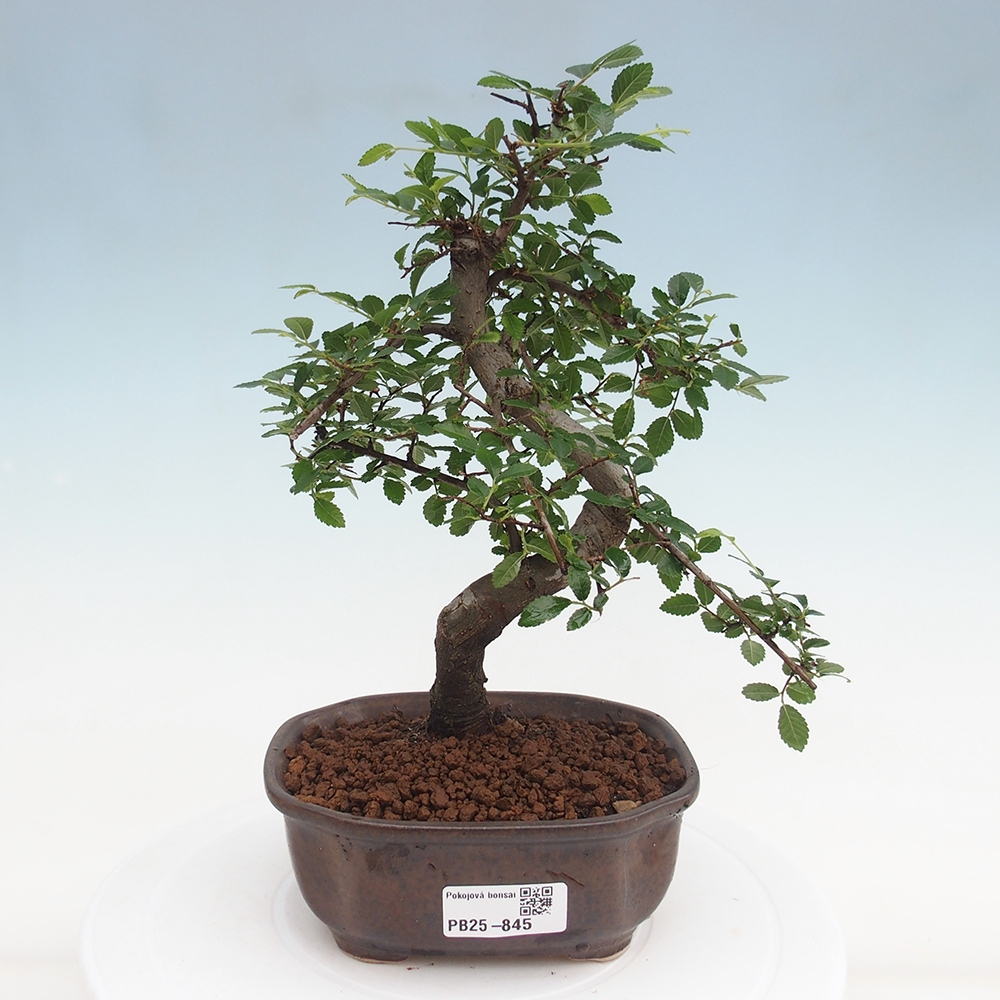Pokojová bonsai-Malolistý jilm 