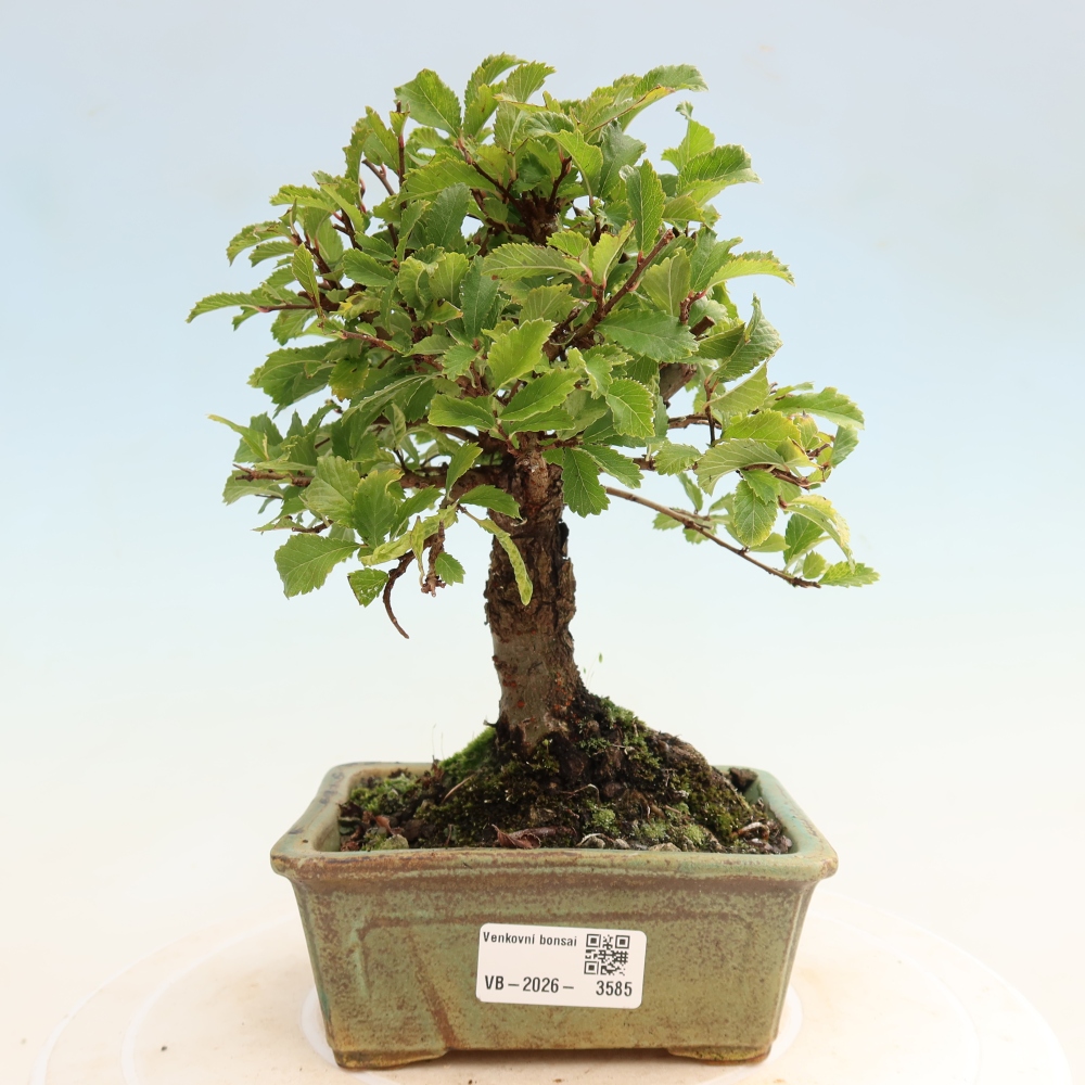 Venkovní bonsai - Zelkova - Zelkova NIRE