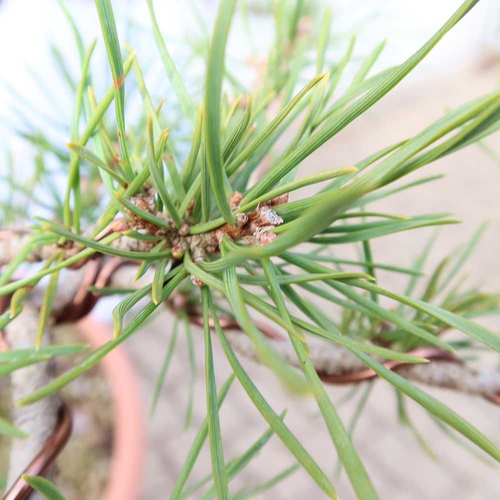 Pinus sylvestris Španělsko - borovice lesní