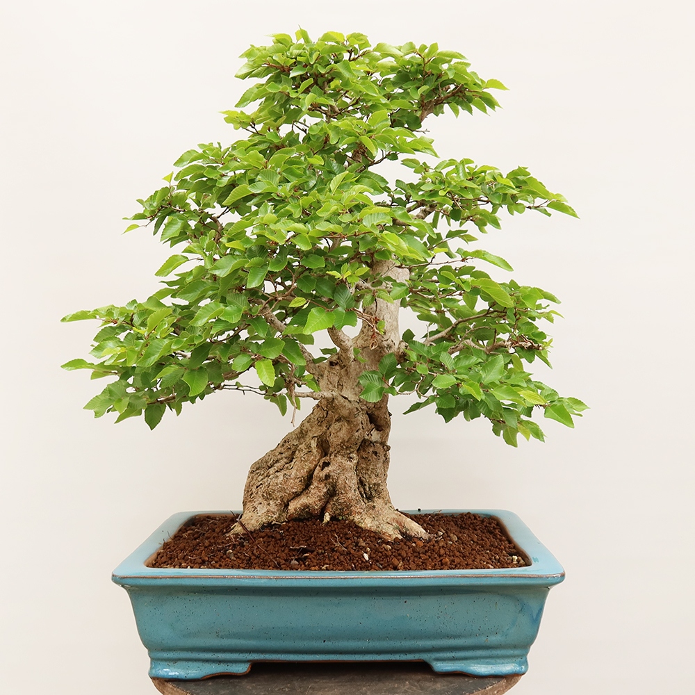 Venkovní bonsai -Carpinus Coreana - Habr korejský