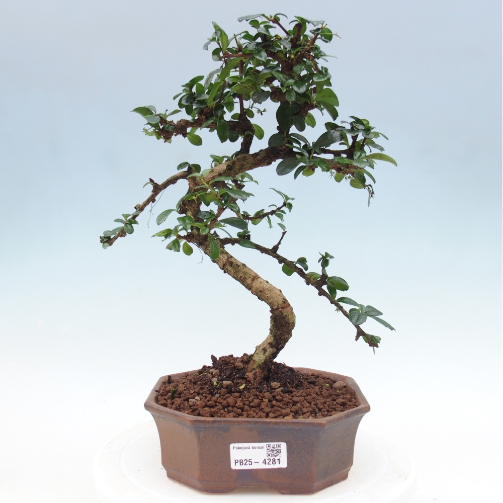 Pokojová bonsai - Carmona macrophylla - Čaj fuki