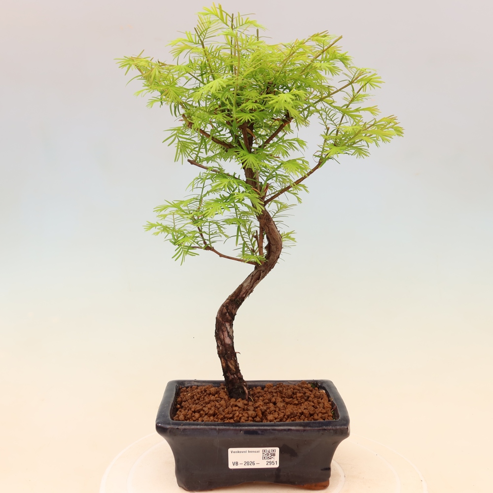 Venkovní bonsai - Metasequoia glyptostroboides - Metasekvoje čínská