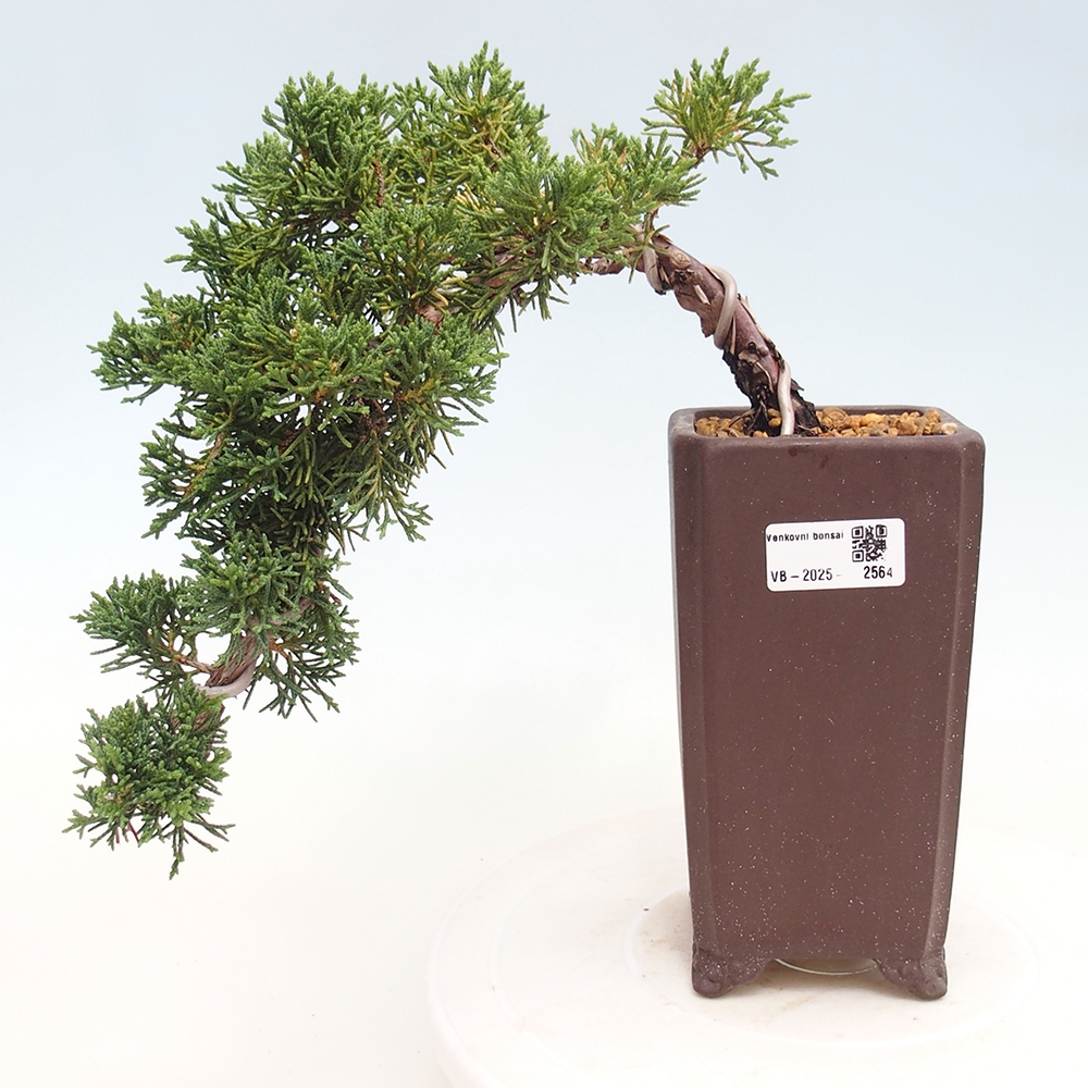 Venkovní bonsai - Juniperus chinensis Kishu -Jalovec čínský