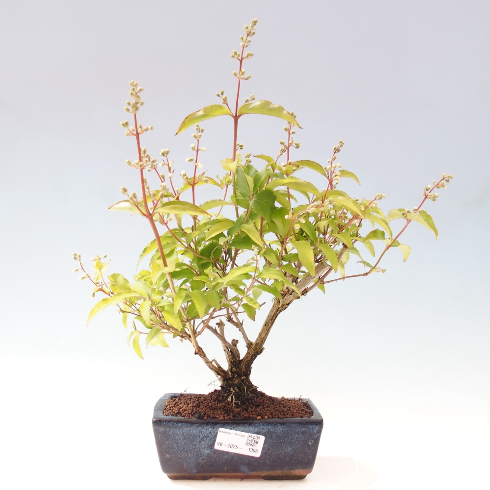 Venkovní bonsai - Deutzia scabra Candidissima - Trojpuk
