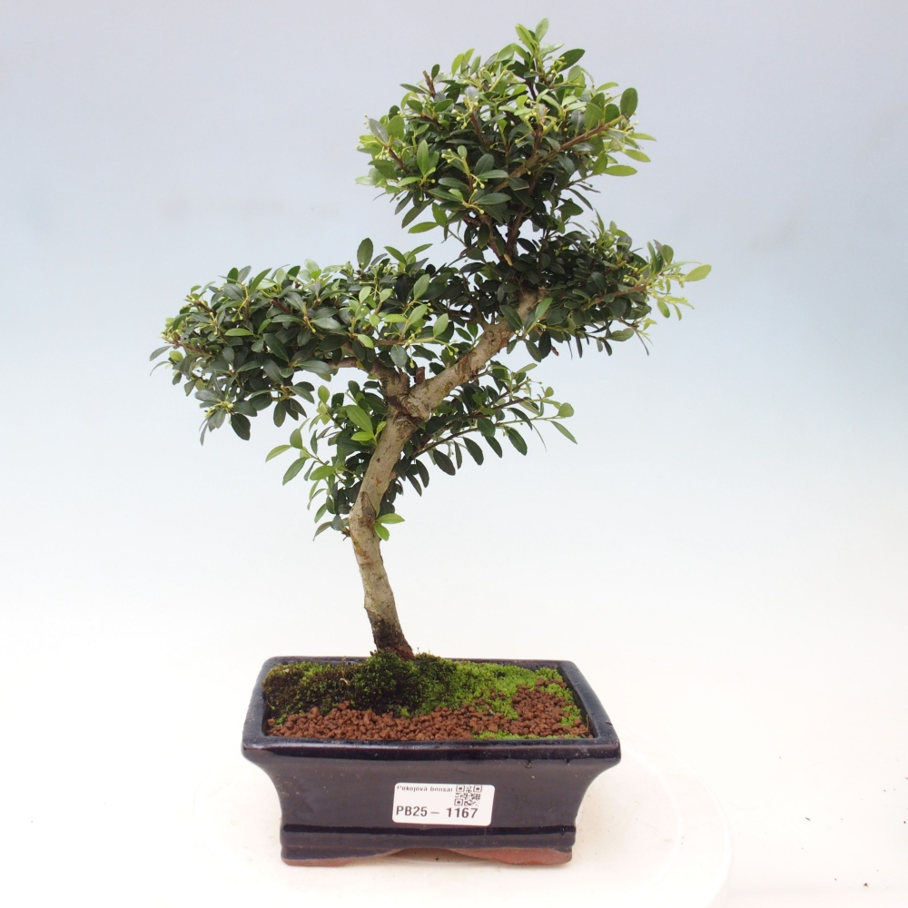 Pokojová bonsai - Ilex crenata - Cesmína