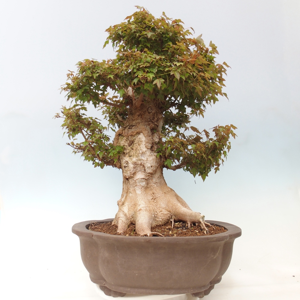 Venkovní bonsai - Acer Buergerianum - Javor Burgerův