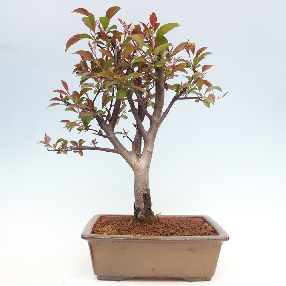 Venkovní bonsai -Malus domestica - Maloplodá jabloň červenolistá