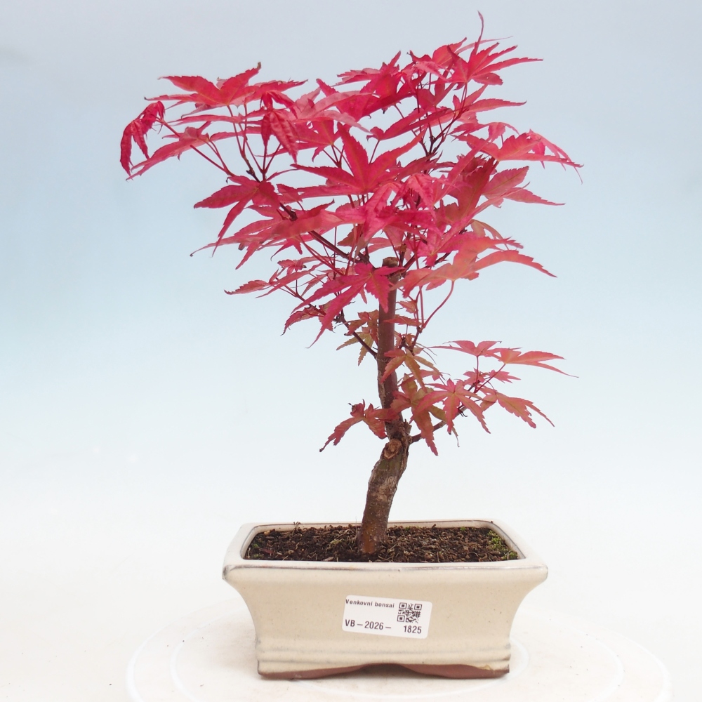 Venkovní bonsai - Javor dlanitolistý - Acer palmatum DESHOJO
