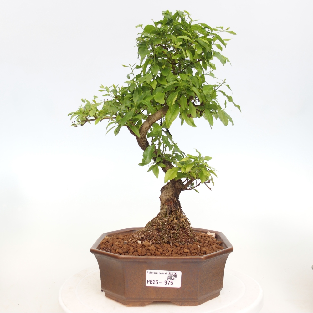 Pokojová bonsai -Ligustrum chinensis - Ptačí zob