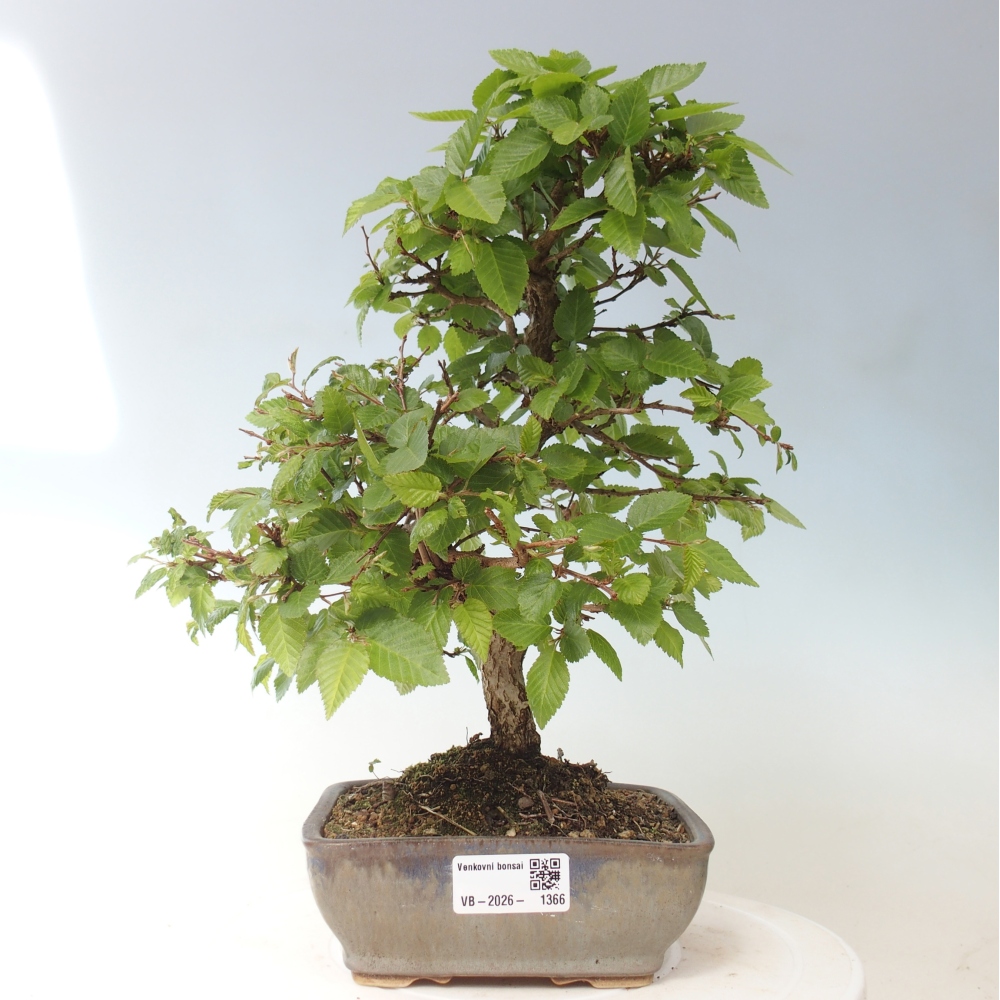Venkovní bonsai -Carpinus CARPINOIDES - Habr korejský