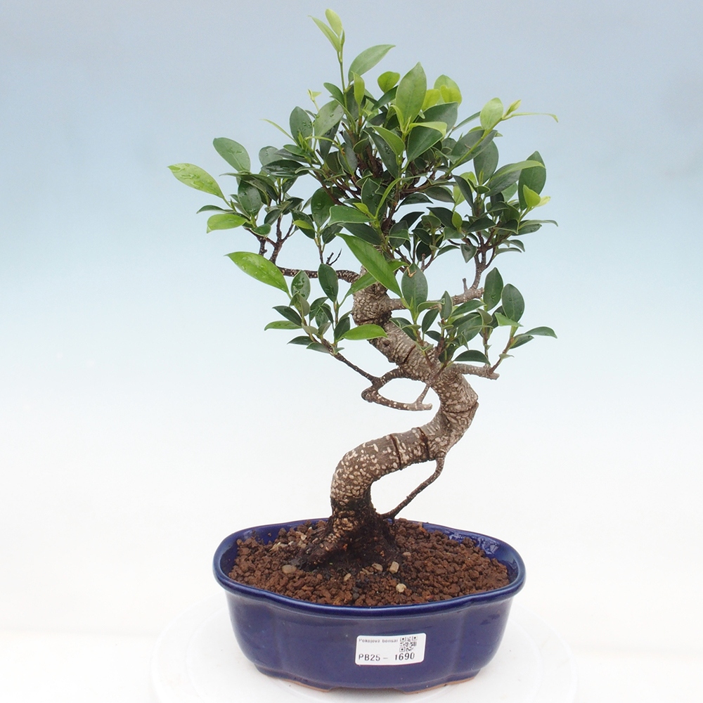 Pokojová bonsai - Ficus retusa -  malolistý fíkus