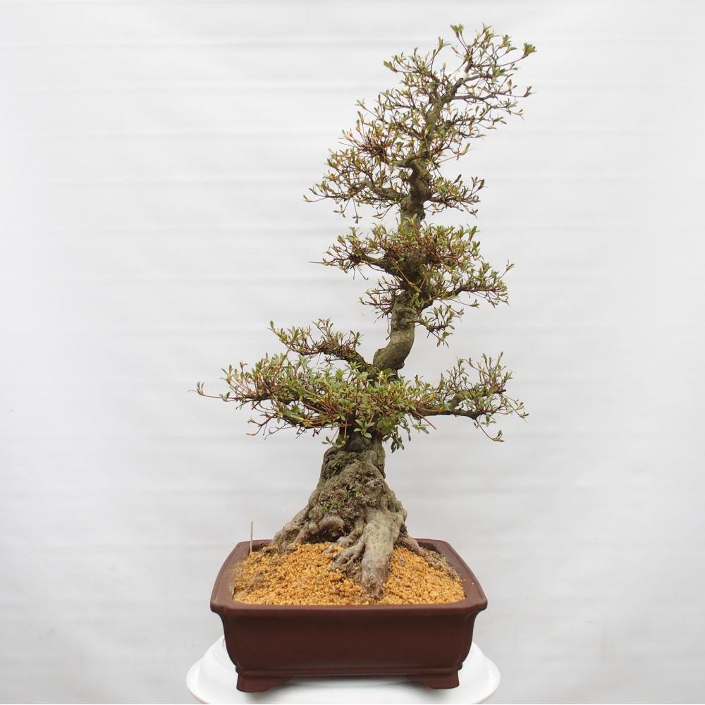 Venkovní bonsai - Japonská azalka - Azalea Hekinan-no-Tsuki