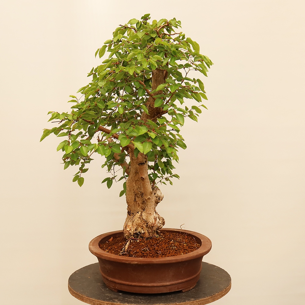 Venkovní bonsai -Carpinus Coreana - Habr korejský