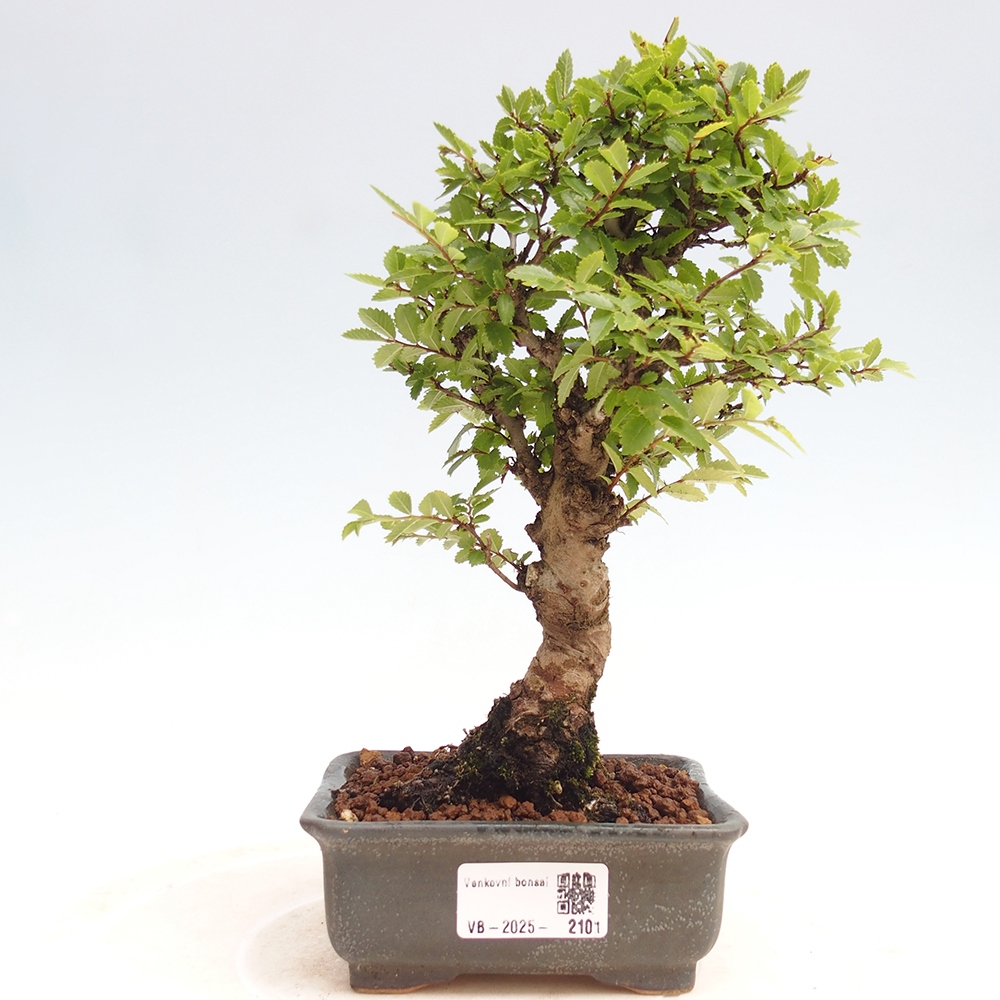 Venkovní bonsai - Zelkova - Zelkova NIRE