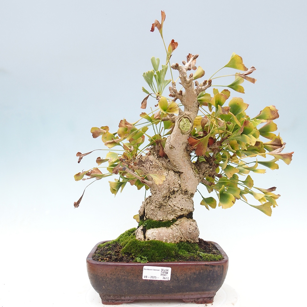 Venkovní bonsai - Jinan dvoulaločný - Ginkgo biloba