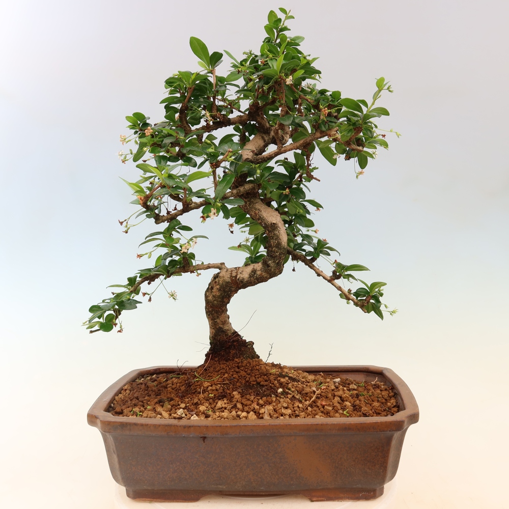 Pokojová bonsai - Carmona macrophylla - Čaj fuki