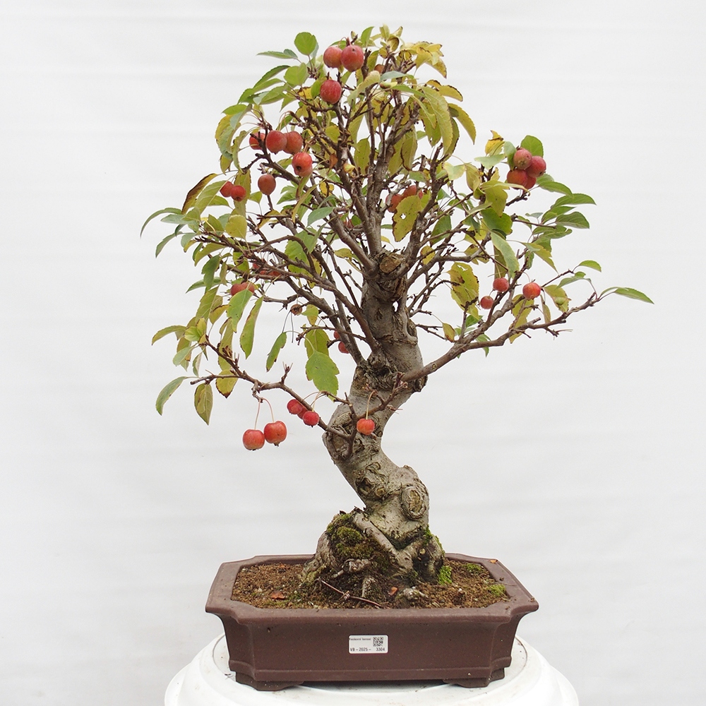 Venkovní bonsai -Malus halliana - Maloplodá jabloň