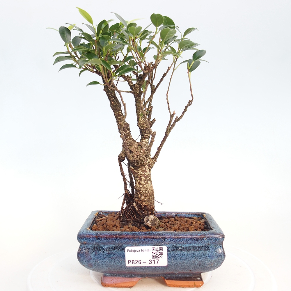 Pokojová bonsai - Ficus retusa -  malolistý fíkus